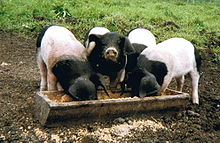 1987 Schwäbisch Hällisches Schwein