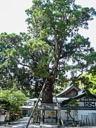 Gokuraku-ji, Sacred Japanese cedar 001.jpg