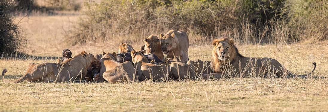 Lions (Panthera leo) devouring an African buffalo (Syncerus caffer caffer), Chobe National Park, Botswana.
