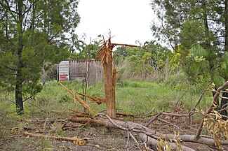 Remains of a Eucalyptus tree which was hit by lightning