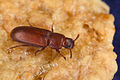 Kukorica-kislisztbogár (Tenebrioninae)