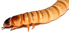 Zophobas morio (larvo)