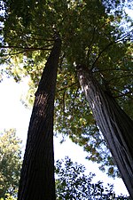 Vorschaubild für Datei:MuirWoodsCA-RedwoodTree-Aug2008.jpg