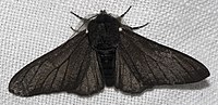 Biston betularia f. carbonaria n'és la varietat negra.