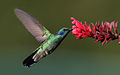 Violkindet kolibri (Colibri thalassinus)