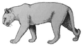 Panthera gombaszoegensis um carnívoro Comprimento: 2 m