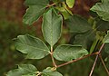 Acer griseum (paperbark maple)