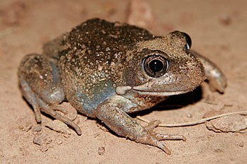 Eastern Banjo Frog