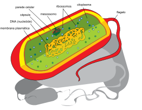 Esquema mostrando estruturas de uma célula procarionte flagelada.