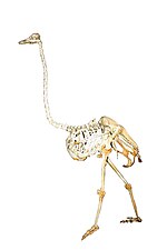 Thumbnail for File:Struthio camelus skeleton white background.jpg