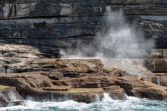 新西兰海狮位于沃克吕兹的悬崖。摄于澳大利亚新南威尔士州悉尼。