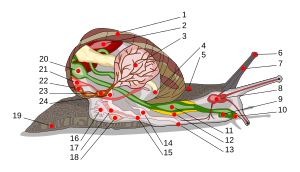 Coupe longitudinale d'un escargot, schéma montrant les différents organes situés dans la coquille ou dans la partie externe du corps