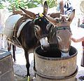 Duas mulas em Lidos, na Grécia