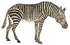 Equus zebra