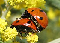 m:en:Ladybugs mating