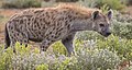 34 Spotted hyena (Crocuta crocuta) uploaded by Charlesjsharp, nominated by Charlesjsharp