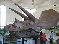 גולגולת של טריצרטופס מהמין Triceratops horridus במוזיאון האמריקאי לתולדות הטבע בניו יורק.