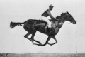 پویانمایی پیش از اختراع سینما و هنر فیلم برداری به وجود آمد. این پویانمایی از روی عکس‌های ادوارد مویبریج[۹۱] است که در سال ۱۸۸۷ منتشر شده‌اند. امروزه با مدل‌های ریاضی این گونه پویانمایی وارد دنیای رایانه‌ها شده‌است.[۹۲]