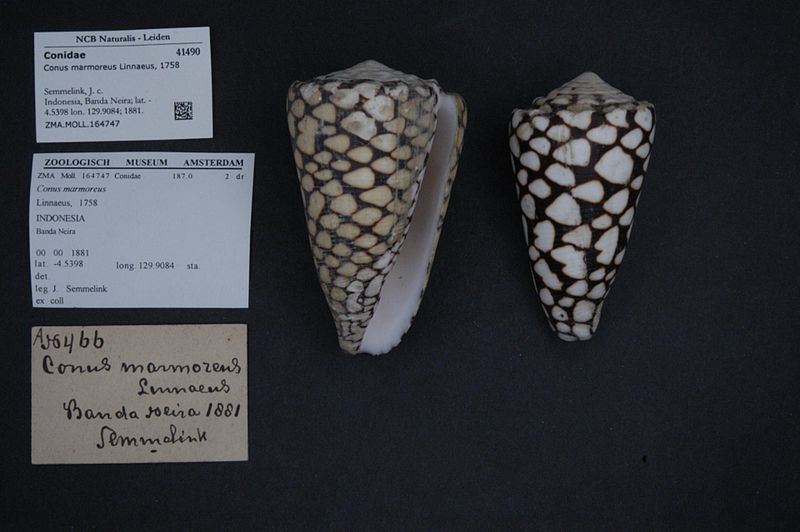 File:Naturalis Biodiversity Center - ZMA.MOLL.164747 - Conus marmoreus Linnaeus, 1758 - Conidae - Mollusc shell.jpeg