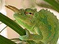 Kalnų chameleonas (Chamaeleo montium) iš Kamerūno pasižymi dviem dideliais ragais