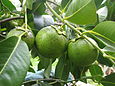 Schwarze Sapote mit unreifen Früchten