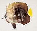 Tahiti-Falterfisch (C. trichrous)