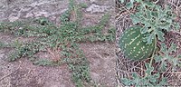 Thumbnail for File:Citrullus lanatus afghan melon.jpg