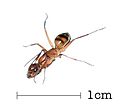 Domestic ant