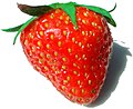 22 juin 2008 Sur Wikipédia, n'hésitez pas à ramener votre fraise.