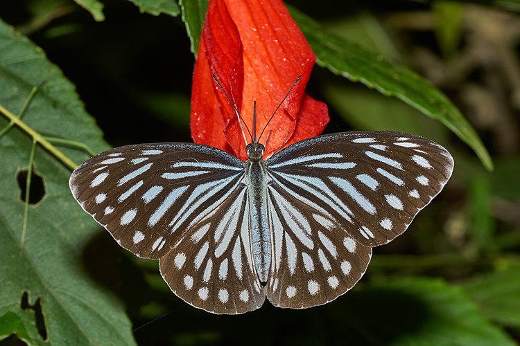 Самка бабочки-белянки Pareronia hippia