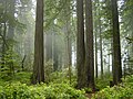 parco nasional de Redwood, patrimonio ONUESC