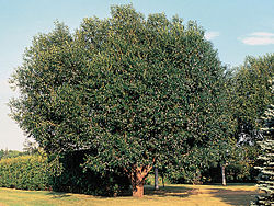 un Salix pentandra.