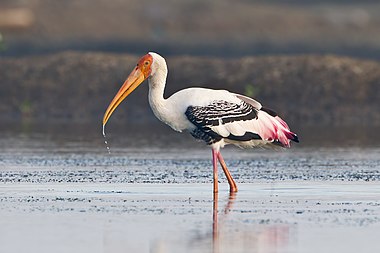 Painted stork