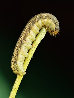Large yellow underwing caterpillar by Ivar Leidus