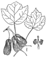 Acer rubrum     var. trilobum