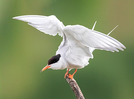 A common tern trying to land on a branch