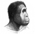 Homo rudofensis mwanamume
