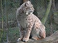 ᏳᎳᏈ ᎬᎮ Lynx lynx