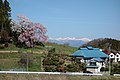 しだれ桜と安達太良山
