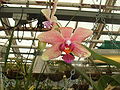 Soort orchidee. Lijken op Phalaenopsis