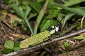 27. A szöcskék (Tettigonioidea) öregcsaládjának Pyrgomorphidae családjába tartozó Aularches miliaris (javítás)/(csere)