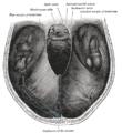 Tenda do cerebelo (tentorium cerebelli) vista desde arriba.
