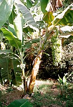 Thumbnail for Banana production in the Caribbean