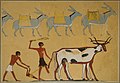 Labour à l'araire en Égypte durant l'Antiquité