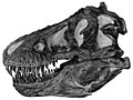 Lobanja Tyrannosaurusa