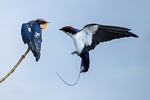 #9: A wire-tailed swallow (Hirundo smithii) feeds its offspring. Attribution: Manojiritty (CC BY-SA 4.0)