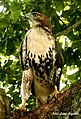 English: Gundlach's Hawk Accipiter gundlachi (cat.)