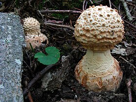 Cogumelos de Amanita daucipes no Babcock State Park, Virgínia Ocidental.