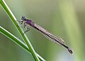 5. Nőstény kék légivadász (Ischnura elegans) (Oxfordshire) (javítás)/(csere)