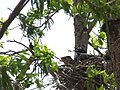 Femelle de pie bavarde élevant deux jeunes coucous-geai "parasites" Clamator glandarius; les nids de pie et de corneille sont les plus choisis par ce coucou pour y déposer ses œufs[45]